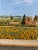 1990s Giles Grimoin Field of Sunflower Watercolor, Signed For Sale - Image 5 of 12