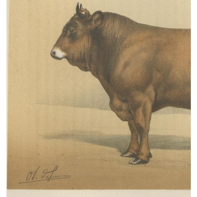 19th Century Borie, Parthenais Bull, French Cattle Breed, 1863, Chromolithograph For Sale - Image 5 of 9