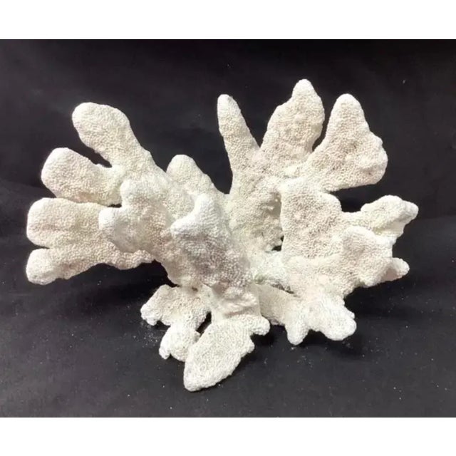 Large Natural White Coral Reef Specimen #4 For Sale - Image 9 of 9