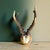 Roe Deer Trophy on wood plaque. Nice knobby antlers!