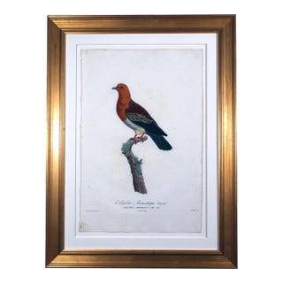 Madame Pauline Knip Engravings of a Bird For Sale