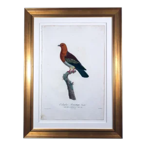 Madame Pauline Knip Engravings of a Bird
