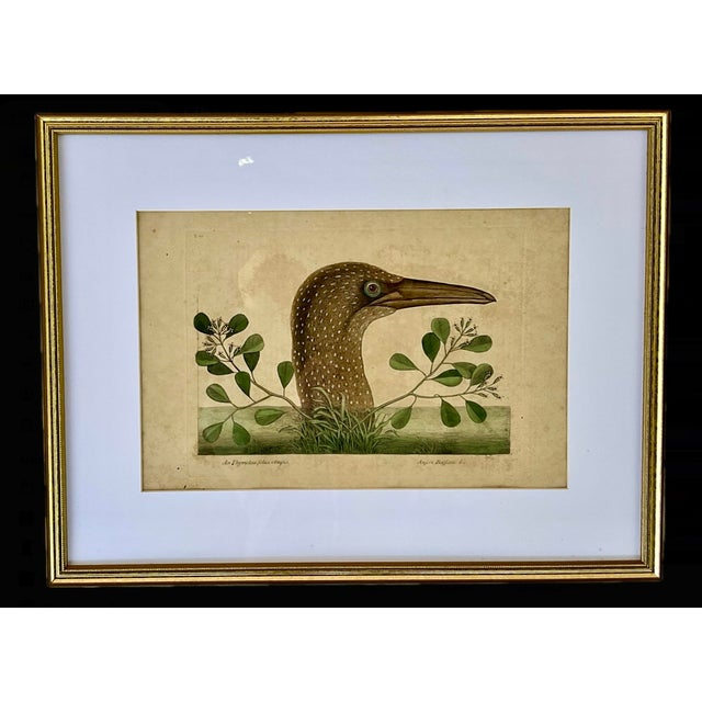 Cream 18th Century Framed Engravings by Mark Catesby, Set of Four Birds For Sale - Image 8 of 12