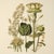 This fine art print reproduces a beautifully detailed 19th-century botanical illustration depicting an elegant arrangement...