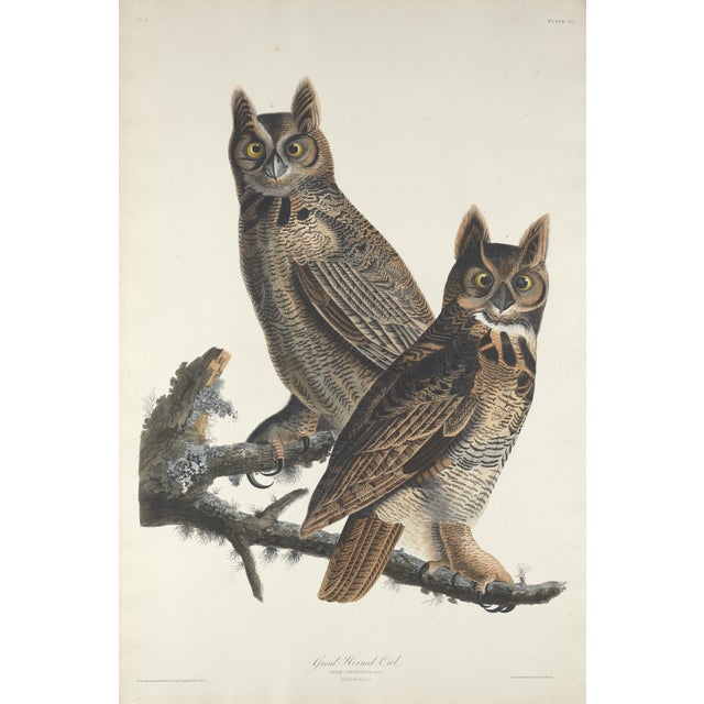 John James Audubon Vintage Reproductions 1966 John James Audubon Bird Prints Featuring Owls - Collection of 4 For Sale - Image 4 of 9