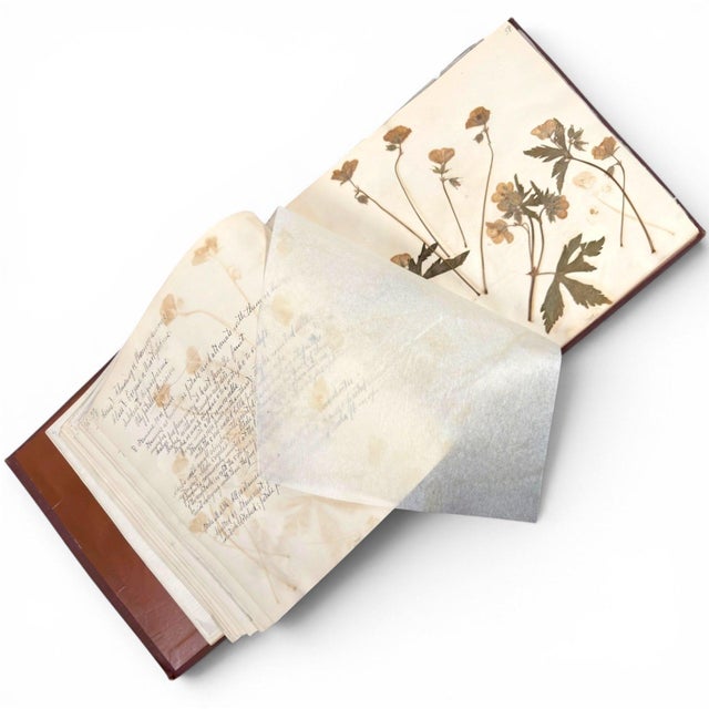 c.1900 Herbarium Album With 26 Specimens, Hand-Drawn Studies & Calligraphic Manuscript For Sale - Image 12 of 17