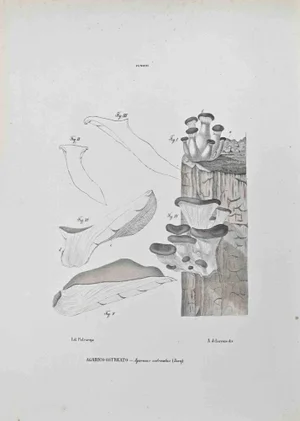 Vincenzo Tenore, Ostreate Agaric, Lithograph, 1870s