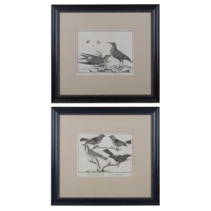French Martinet Bird Folio Engravings - a Pair