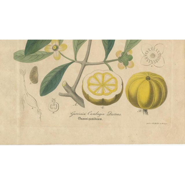 Antique Gamboge Botanical Print Garcinia Cambogia, 1831 For Sale - Image 5 of 10