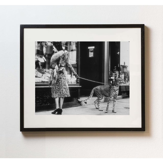 Not Yet Made - Made To Order Cheetah Who Shops' Contemporary Archival Black and White Photograph Print From the Original Negative by B. C. Parade - 16x12 For Sale - Image 5 of 6