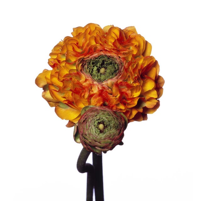 Pom Pom Ranunculus by Michael Zeppetello A photograph of a Pom Pom Ranunculus by Michael Zeppetello in a custom wood frame...
