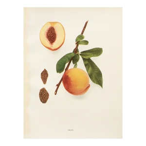 1900s U. P. Hedrick, Original Antique Photogravure of Smock Peaches