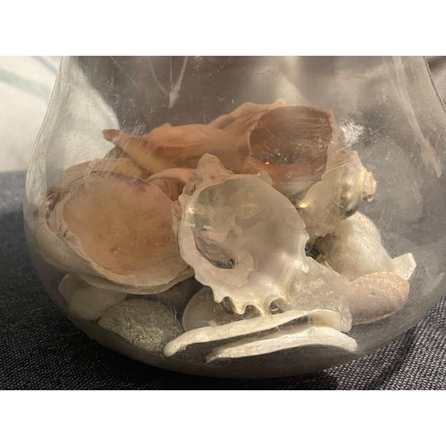 A curated coastal shell display featuring naturally collected shells and stones gathered along the shoreline off Depot...