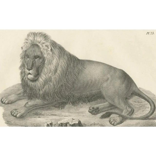 Barbary Lion, 1836, Lithograph For Sale - Image 4 of 10