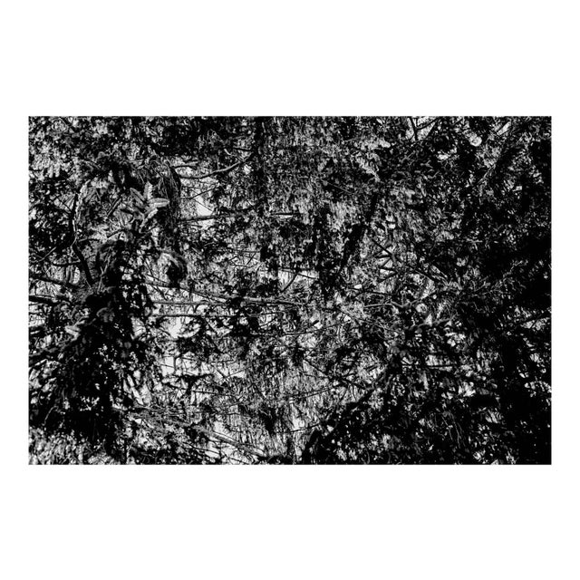It's in the Trees II Signed Limited Edition Oversize Print, 2017 For Sale