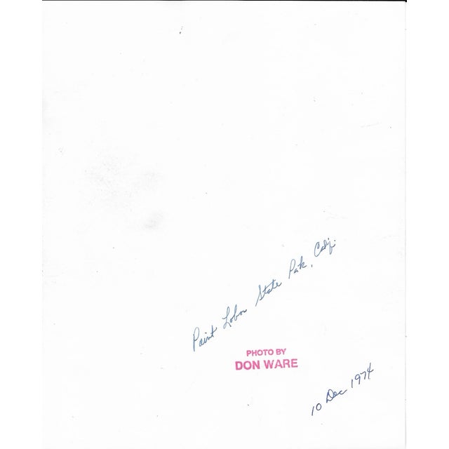 1974 black & white photo by Los Angeles, California photographer Don Coleman Ware (2021-2006) of Point Lobos State Park o...