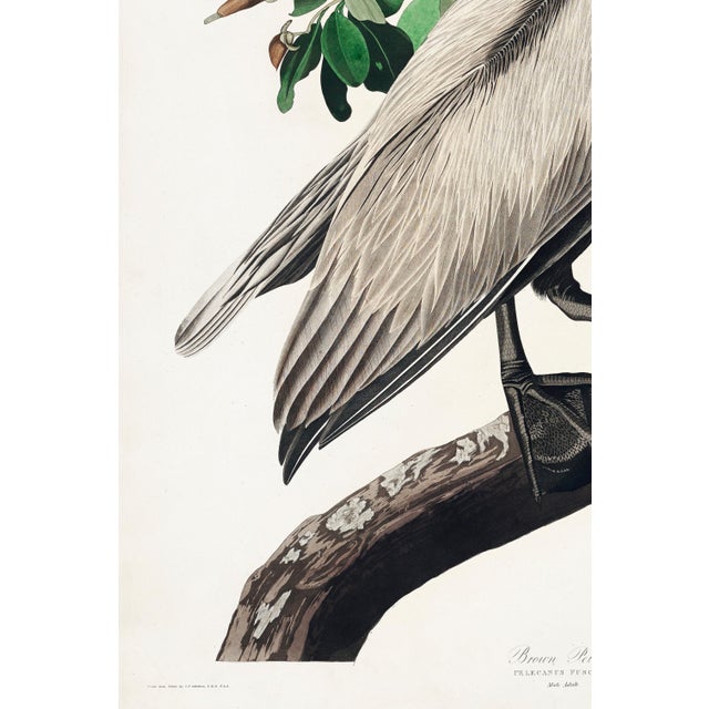John James Audubon Brown Pelican (Audubon), Vintage Art Print Reproduction, 24″ × 36″ For Sale - Image 4 of 6