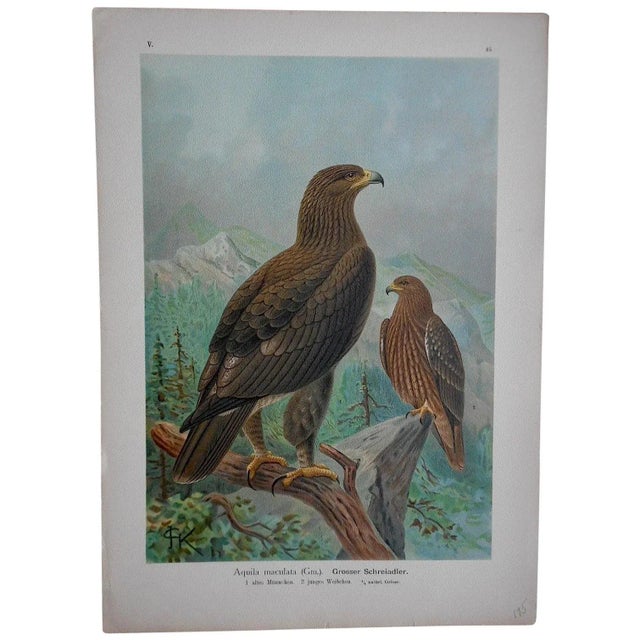 Realism Antique 19th Century Lithograph-Birds of Prey-Large Folio For Sale - Image 3 of 4
