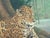 Mid-Century Modern Jaguar, 1990s, Oil on Canvas, Framed For Sale - Image 3 of 9
