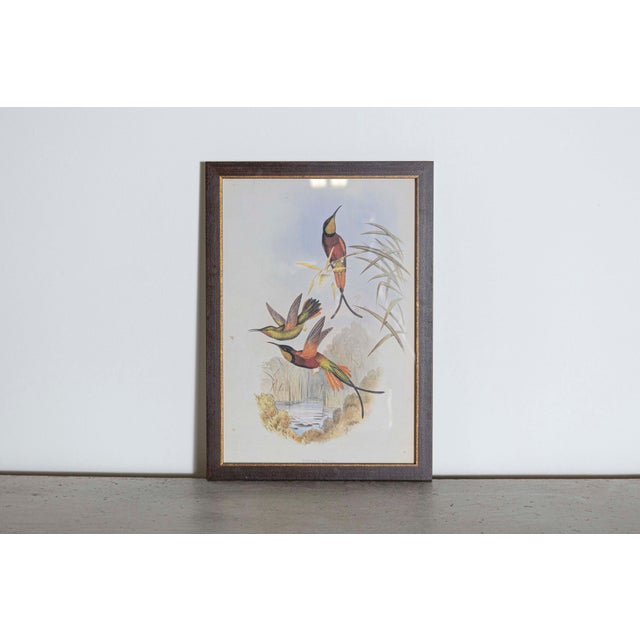 Mr. John Gould's tropical framed Bird prints 1955 taken from his limited edition of 1000. The most celebrated British...