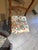 Mid 20th Century Mid-20th Century Tell City Mahogany Duncan Phyfe Rose Back Chairs in Vintage Designer Document Fabric - A Pair For Sale - Image 5 of 12