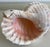 Early 20th Century Vintage Conch Shell For Sale - Image 5 of 11