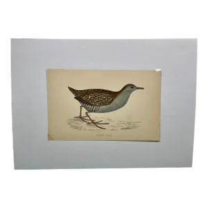 Antique Hand Tinted Bird Print From England Featuring a Baillon’s Crake - Circa 1880
