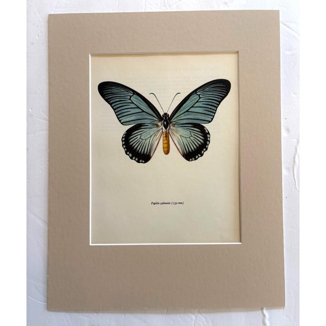 Realism Vintage 1965 Butterfly Print in 11x14 Mat: Papilio Zalmoxis (Hewitson), EUC For Sale - Image 3 of 3