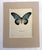 Realism Vintage 1965 Butterfly Print in 11x14 Mat: Papilio Zalmoxis (Hewitson), EUC For Sale - Image 3 of 3