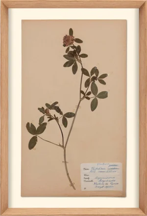 Herbarium, No.10, Framed Artwork