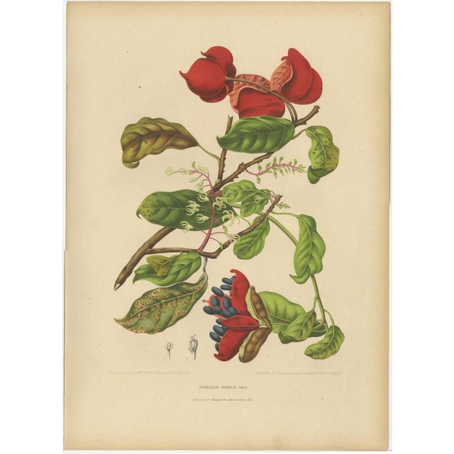 Berthe Hoola van Nooten, Chinese Sterculia, 1880, Chromolithograph For Sale - Image 9 of 9