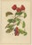 Berthe Hoola van Nooten, Chinese Sterculia, 1880, Chromolithograph For Sale - Image 9 of 9