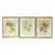 Early American, North American Bird Prints, Framed For Sale
