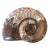 Nautilus Carved Stone For Sale