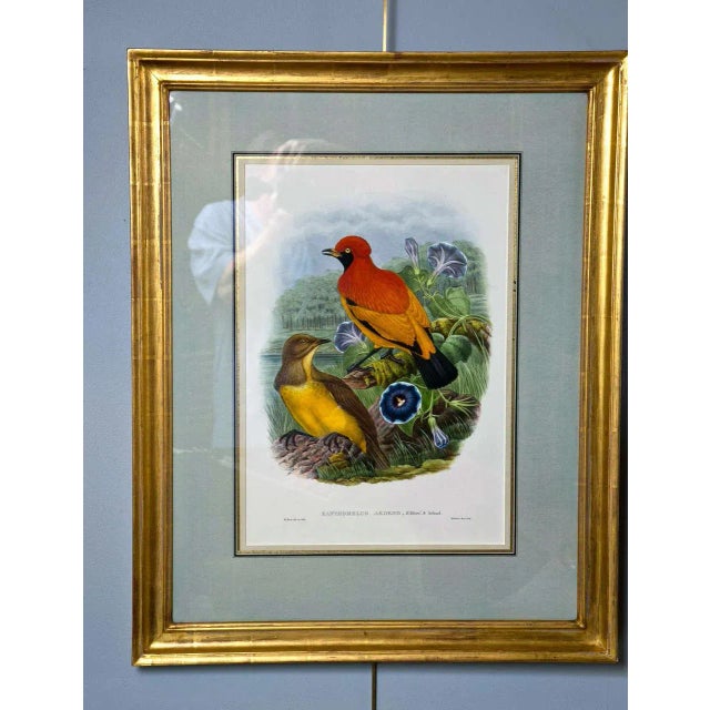 A fine pair of large lithographs. Each depicting colorful birds perched upon a branch. Both custom matted and placed in a...