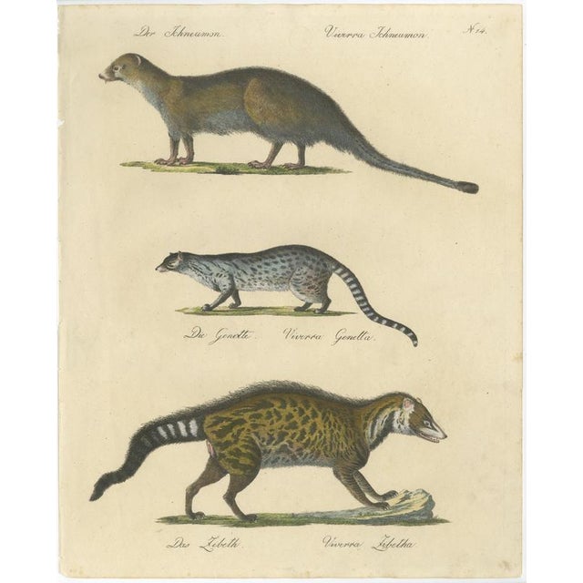 Brodtmann, Egyptian Mongoose, Genet & Civet, 1816, Lithograph For Sale - Image 3 of 9