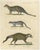Brodtmann, Egyptian Mongoose, Genet & Civet, 1816, Lithograph For Sale - Image 3 of 9
