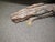 Mid 20th Century Live Edge Side Table For Sale - Image 9 of 9