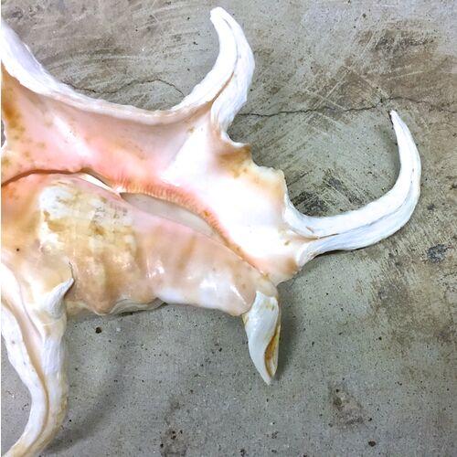 Vintage Spider Conch Seashell For Sale - Image 4 of 4
