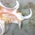 Vintage Spider Conch Seashell For Sale - Image 4 of 4