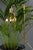 Model G98 Flower Lamp by Hans-Agne Jakobsson for HAJ Markaryd, 1960s For Sale - Image 6 of 14