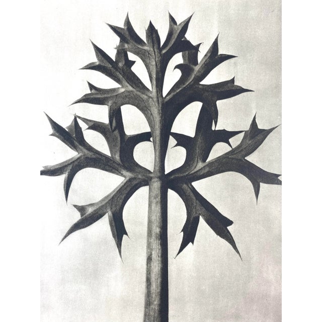 Exquisite Botanical photogravure from famed Urformen Der Kunst portfolio by Blossfeldt . Karl Blossfeldt (1865 - 1932) was...