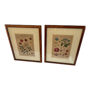 Pair of Hand Colored 19th C Engravings of Fruit