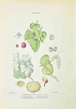 Vincenzo Tenore, Menispermaceae, Lithograph, 1870s
