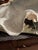 Sculpture Materials Faux Plaster Decorative Clam Shell For Sale - Image 7 of 12