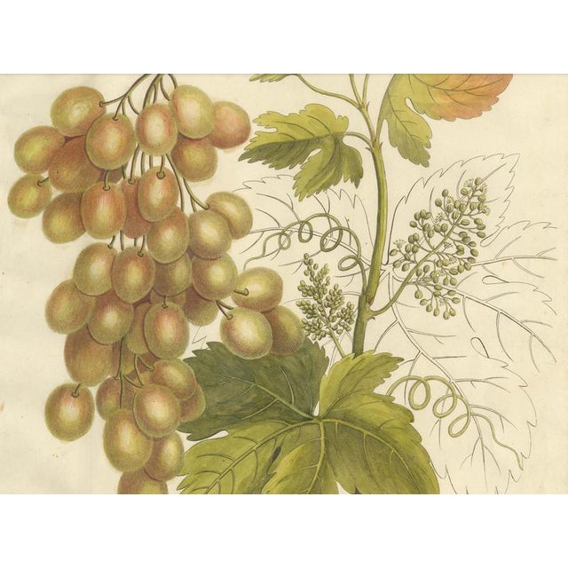Antique Grape Botanical Engraving Vitis Vinifera, 1831 For Sale - Image 3 of 10