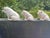 Vanilla Adorable Trio of Vintage Belleek Porcelain Pigs Made in Ireland For Sale - Image 8 of 8