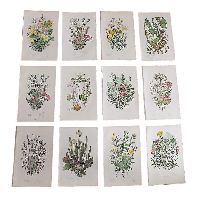 Antique 19th Century Botanical Lithographs - Set of 12 For Sale