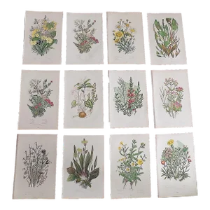 Antique 19th Century Botanical Lithographs - Set of 12