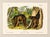 Original hand-colored lithograph from the octavo edition of The Viviparous Quadrupeds of North America. Drawn from nature...